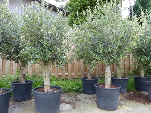 gruenwaren jakubik winterharter XL Olivenbaum Premiumqualität 45 Jahre, extra dicke Stämme, winterhart