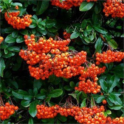 Pack x6 Pyracantha 'Orange Glow' Perennial Garden Shrub Plug Plan...