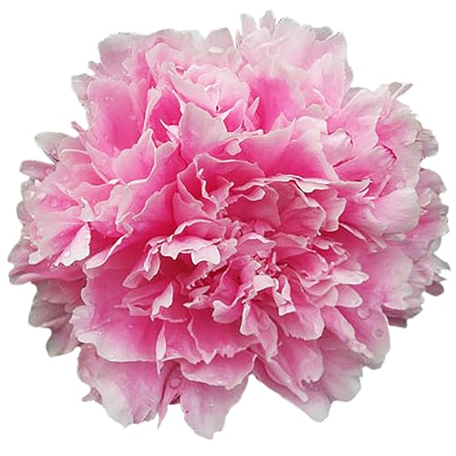 Sarah Bernhardt Double Pink Peony - Bare Root | Premium Peony Bulbs & Live Plants for Planting