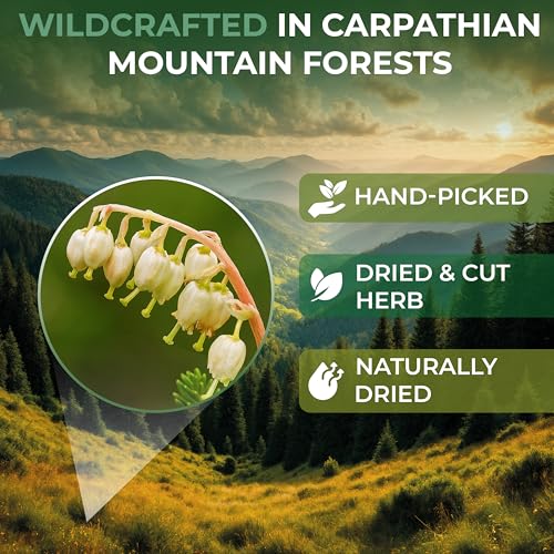 Image of 24 Bags Dried Cut Sidebells Wintergreen Herb Tea (Orthilia Secunda) - 24 Count 1.5g Tea Bags One-Sided Wintergreen Orthilia (Peralito)