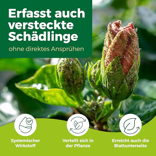 PROTECT GARDEN Lizetan Plus Schädlingsfrei AF, Blattlausfrei, Blattläuse und Schädlinge bekämpfen an Zierpflanzen, Rosen, Obst und Gemüse, 500 ml Spray 4