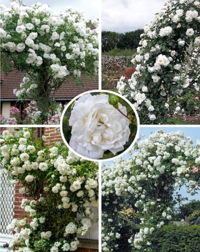 100PCS White Climbing Rose Seeds Perennial