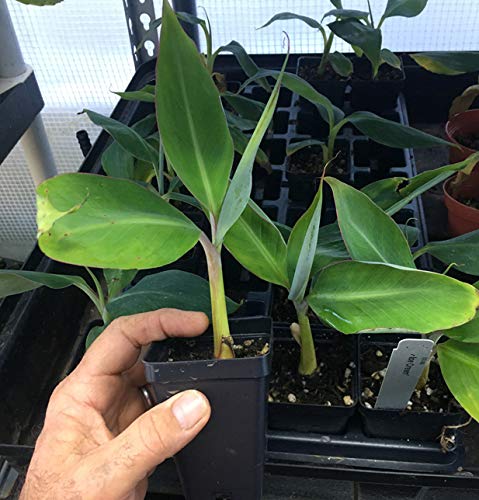 Ice Cream Banana Plant - Live Banana Tree"Ice Cream" Rare Banana Plant Ice Cream Banana Plant - Live Banana Tree"Ice Cream" Rare Banana Plant
