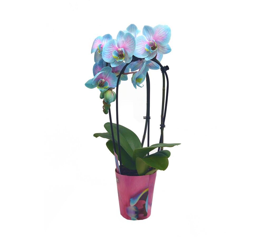 ORQUÍDEA WONDER CASCADA 60 CM | COLOR AZUL | PHALAENOPSIS | PLANTA NATURAL DE INTERIOR | DECORACIÓN | IDEAL PARA REGALO
