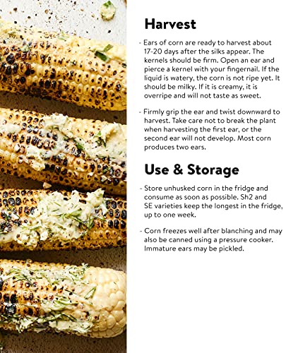 Burpee On Deck Sweet Corn Seeds 50 Seeds #TOP3