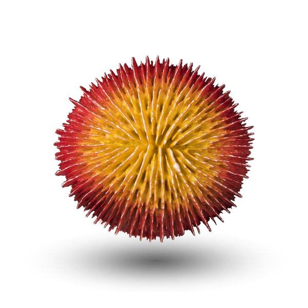 AQUATOP AQUATIC SUPPLIES CD-03YRF Coral Decor, Yellow/Red