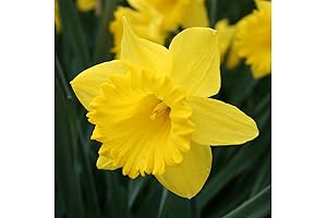 Garden Elements Daffodil Bulbs: Enhance Your Spring Landscape (2023)