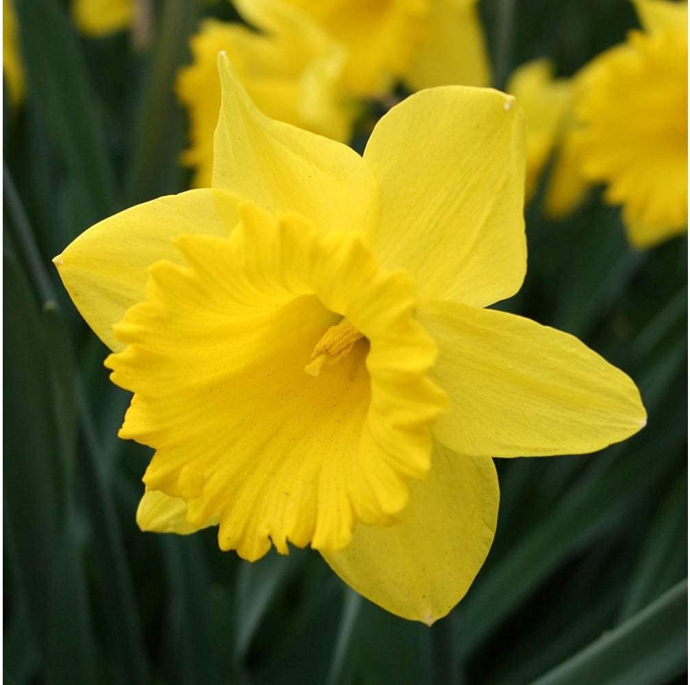 Garden Elements Daffodil Bulbs - 50 Bulb Bag : Patio, Lawn & Garden