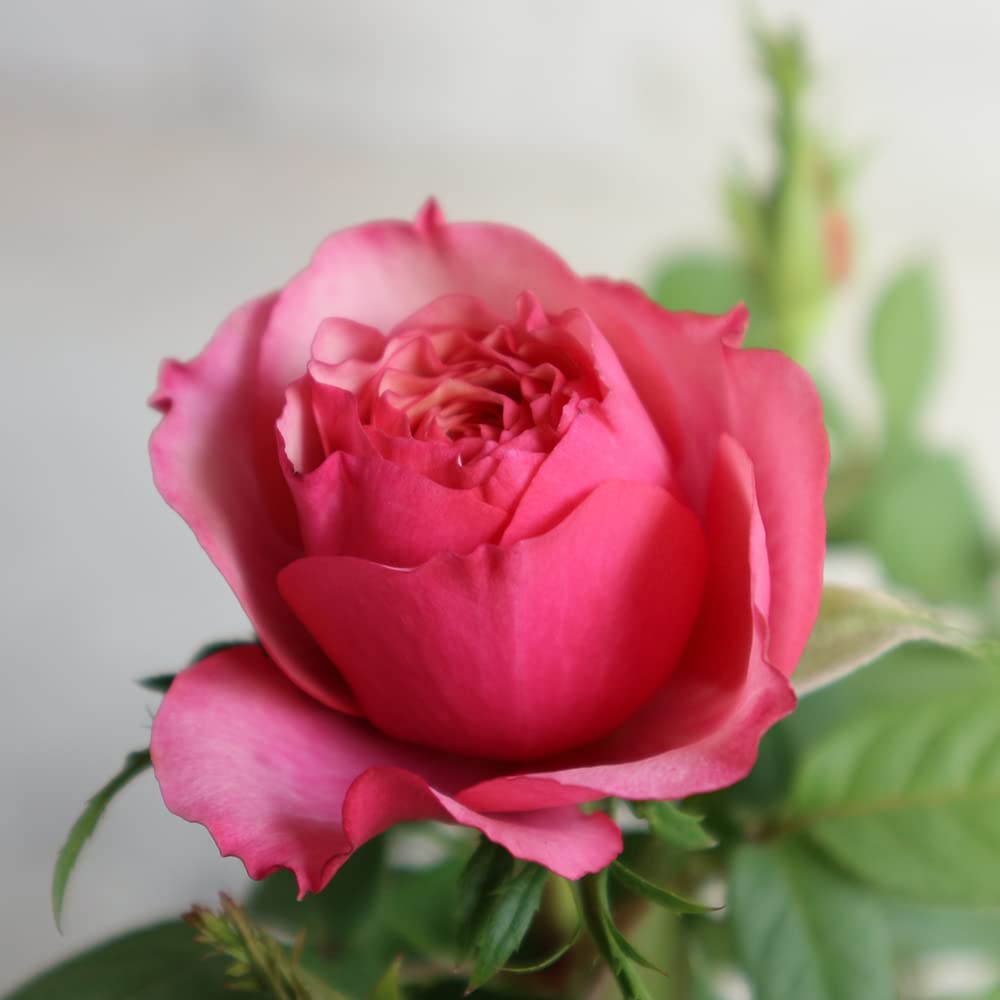 ミニ薔薇タマラコルダーナ ミニ薔薇 タマラ・コルダナ【花苗3号ポット売り】｜ 【植物の