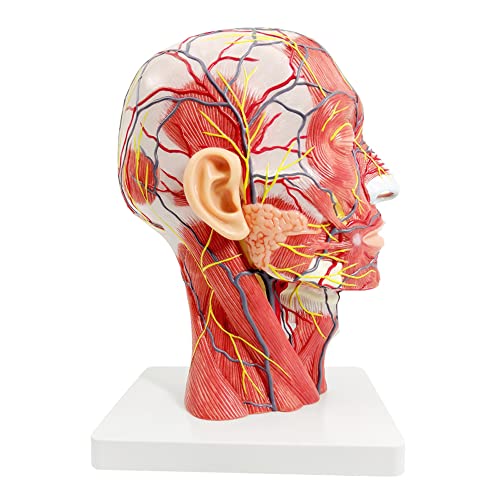 Evotech Scientific A66 Evotech Human Half Head Superficial Neurovascular Model With Musculature, Life Size Anatomical Head Model Skull And Brain thumb #2