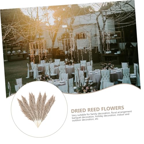 Ramo de flores secas de caña 15 piezas con caja miniatura 7