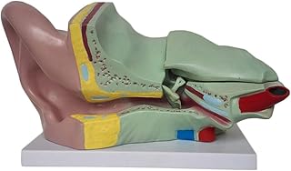 Educational Model Human Organ Anatomical Model Anatomical Ear Model Biology Human Anatomical Desktop Ear Model PVC Human Ear 3D Model,Medical Models SaiFei