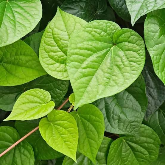 Image of Calcutta Paan Live Plant (Aromatic Betel Leaf) - Premium Variety from West Bengal | Ayurvedic & Sacred Climber | Organic, Easy Grow Indoors /Outdoors | Chewing & Puja Use (PAAN PLANT)