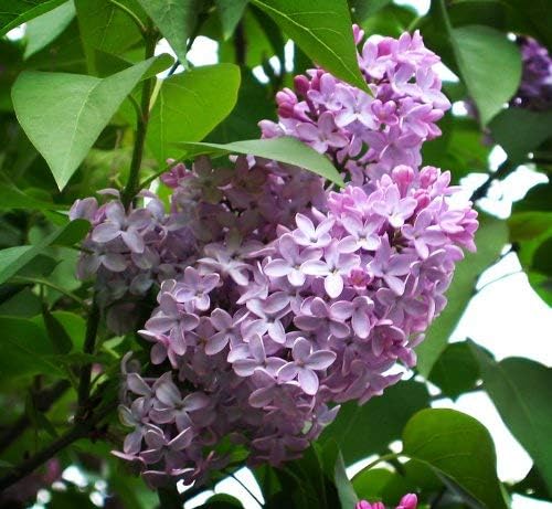 Grower's Solution Common Lilac Bush/Shrub - Bare Root Healthy Plant