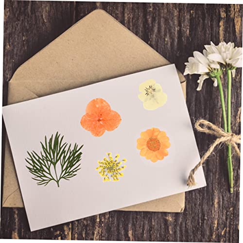 Flores naturales secas naranja, 40 piezas para decoración miniatura 3
