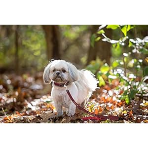 Pets first nfl pet leash small san francisco 49ers   cucciolini doodles