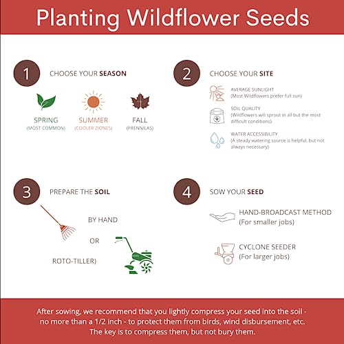 12,000+ Seeds - Protect Monarch Butterflies Wildflower Mix - 27 Wild Flower Varieties - Pollinator - Perennial & Annual Flowers Milkweed, WallFlower, Zinnia - Planting Outdoors Spring, Fall - Image 5