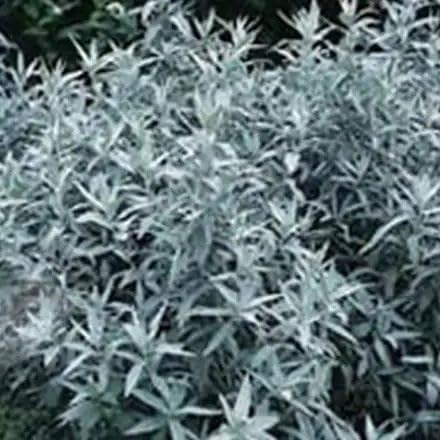 Plant Theory 9cm Pot Artemisia Ludoviciana Silver Queen Western Mugwort Perennial