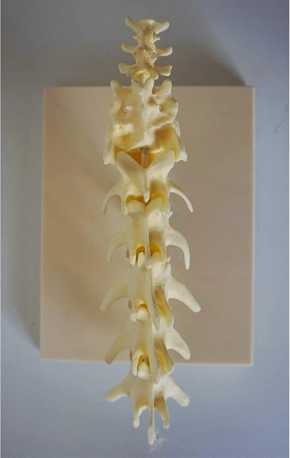 Modelo de columna vertebral de perro, modelo educativo de anatomía de vértebras lumbares de perro, material didáctico anatómico de esqueleto animal, herramienta de demostración veterinaria