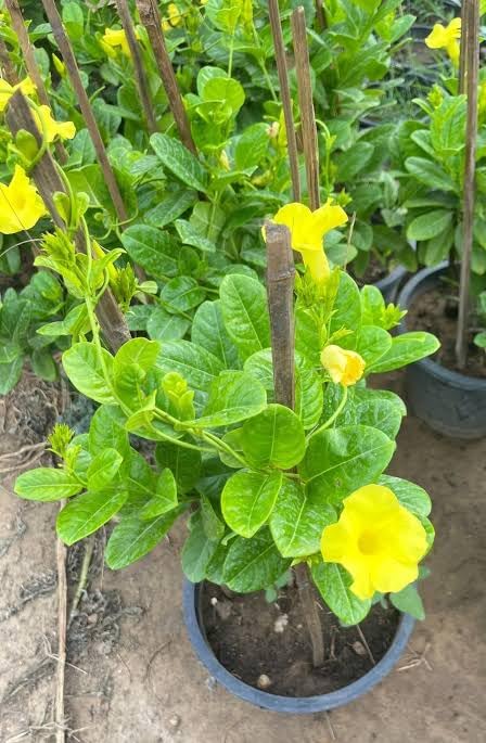 LEAF JIBON, Rare Yellow Mandevilla (Mandevilla sanderi) Mandeville Flower Live Plant Pack Of -1 Healthy Flower Plant
