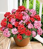 Faible entretien : vous en avez assez de mourir les fleurs ? Alors nos fleurs artificielles de géranium seront parfaites pour vous. Contrairement aux fleurs fraîches qui nécessitent un entretien quotidien, les fleurs artificielles de géranium peuvent être placées et réutilisables dans de nombreux environnements pendant une longue période sans aucun entretien. Ces fleurs artificielles ne nécessitent pas d'arrosage ou de désherbage. Apportent beauté et bonne humeur à votre journée, elles sont un excellent ajout à vos décorations de printemps et d'été!