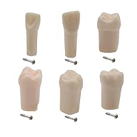 Vista 7 de Modelo de estudio de dientes de práctica de Typodont dental, modelo de estudio, dientes de repuesto individual, enseñanza de estudiantes