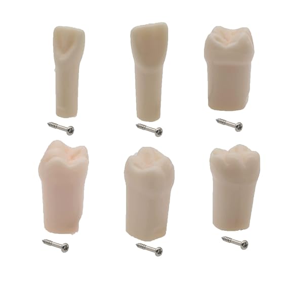 6pcs Dental Typodont Practice Teeth Study Model Individual Replacement Teeth Student Teaching Resin Filling Training Compatible Kilgore Nissin 200 Type