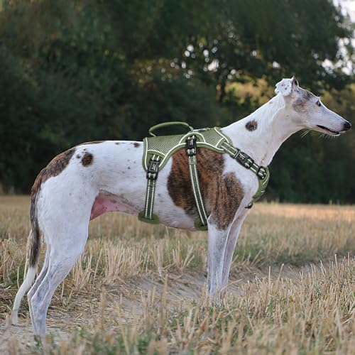 HEELE Hundegeschirr, Ausbruchsicher, Schnalle im Halsbereich, Reflektierend, Brustgeschirr mit Robuster Griff, Panikgeschirr Hund, Hundegeschirr Stabilen Eindruck, Passt wie Angegossen, Grün, M