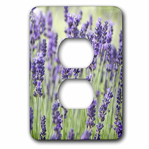 Cubierta de enchufe rústica de lavanda de Washington para salones 3