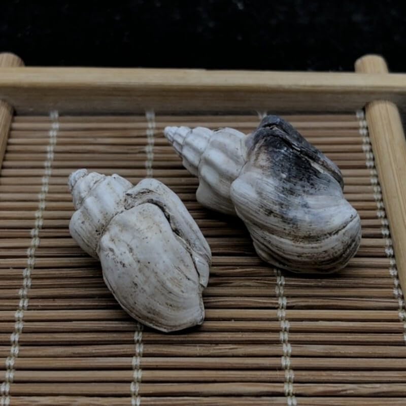 Paleogene Period Premium Shell Fossils