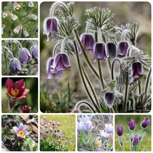 Semillas de pulsatilla, de exterior resistentes de jardín resistentes para el jardín 450pcs