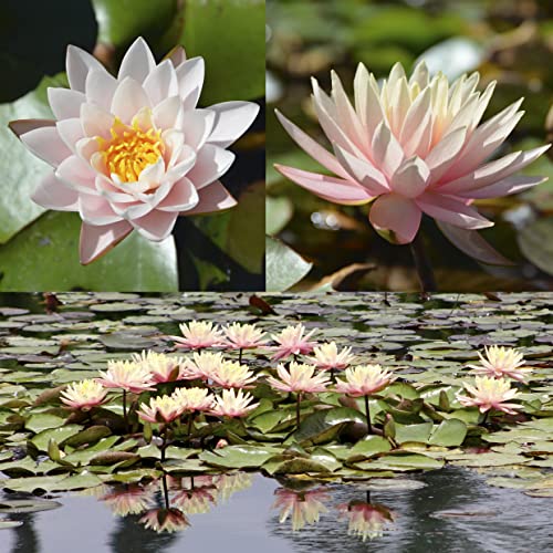 Echte Seerosen Winterhart im bunten Mix Teich Pflanzen, Aquarium Pflanzen Teichpflanzen im Pflanzkorb Wasserpflanzen Seerose Nymphaeae Anzuchtset Teichpflanzen winterhart (1 Seerose Rosa)