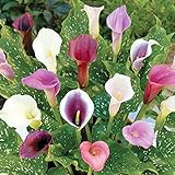 Hierba robusta perenne Bulbos de lirio de cala, Plantas en macetas de balcón, Raíces de flores importadas, Hermosas flores cortadas, Flores ornamentales,Adecuadas para plantar jardines en interiores y exteriores-3 Bulbos,1