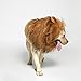TOMSENN Realistic & Funny Lion Mane for Dogs Complementary Lion Mane for Dog Costumes for Medium to Large Sized Dogs Costumes for Animals