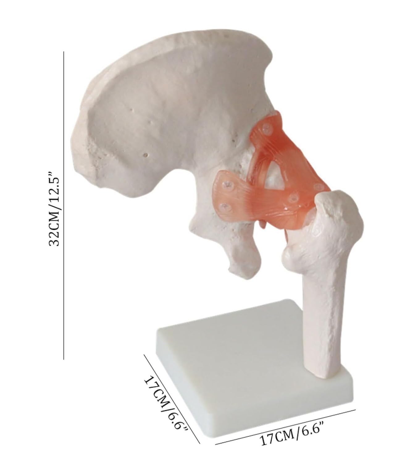 Human Biodra Stawowa Kostna Kości Bioder Model Dorosły Modelu Tanatomii Bioder Dla Osób Medycznych Materiał Medyczny Ludzi Anatomia Anatomia