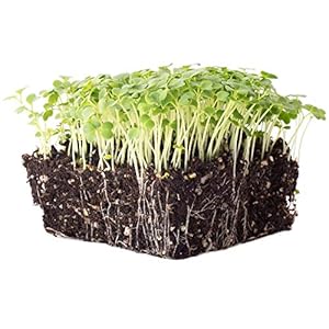 Green Mustard Microgreens Seeds ...