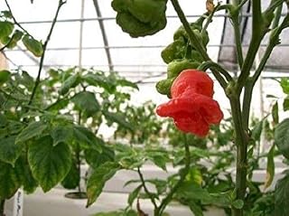 Portal Cool Seeds Package: 25Sd: ( 449) 'Kings' Premier Quality Red Hot Chilli Pepper-100 Seeds