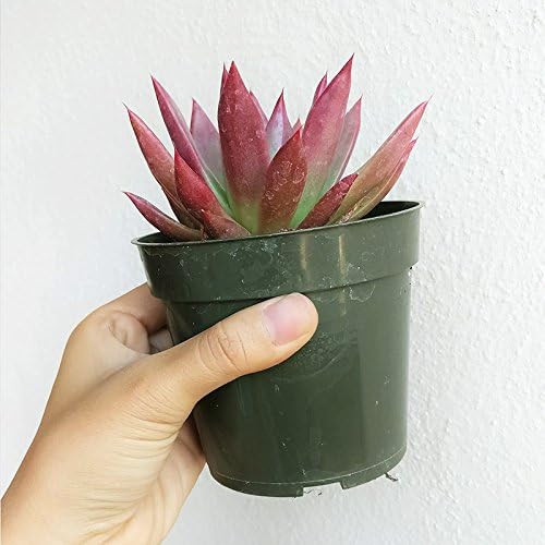 Miniatura 5 de Echeveria Agavoides Lápiz Labial Borde Rojo Suculenta (4 pulgadas)