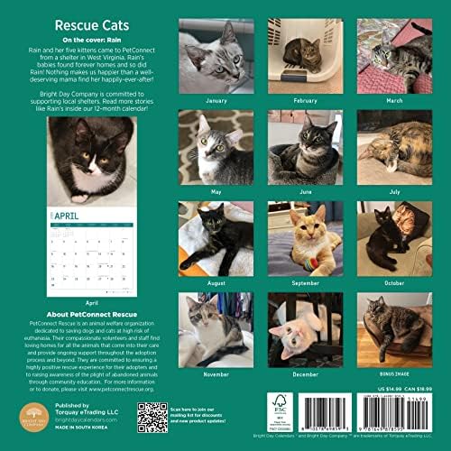 2023 Rescue Cats Monthly Wall Calendar by Bright Day, Calendars For A Cause, 12 x 12 Inch