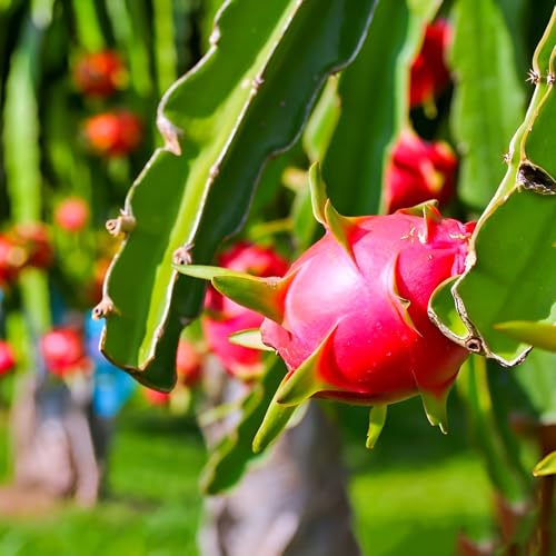 Image of Live Dragon Fruit Combo - Yellow, White & Red Varieties | Rare Cactus Fruit Plants for Home Garden | Fast Growing Pitaya | Organic Superfood | 3 Live Plants