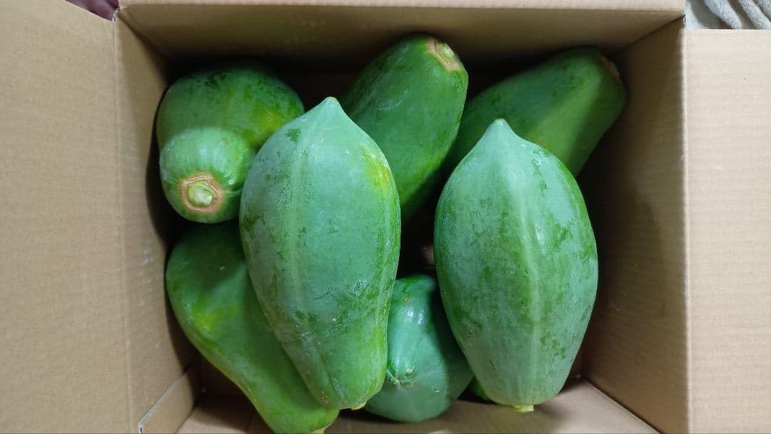 新鮮なパパイヤ 4キロ