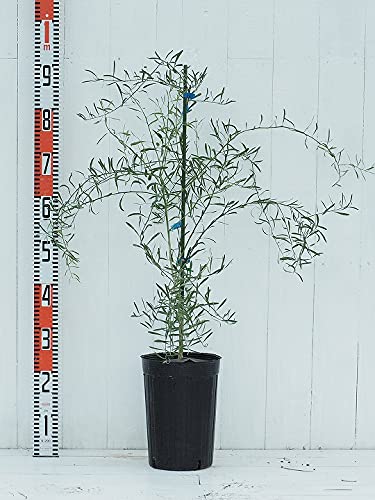 Amazon.co.jp: フィンガー ライム 苗 【フィンガーライム デザート