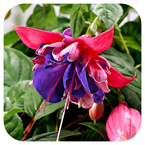 Fuchsia Giant Flowering 'Rocket Fire' x 5 Plug Plants Cutting Raised