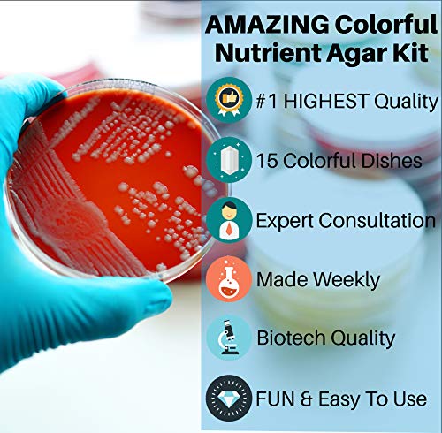 Evviva Sciences Colorful Nutrient Agar Kit - 15 Prepoured Nutrient Agar Petri Dishes - Red, Green, & Blue Agar Plates - Science Laboratory Project - Experiment Ebook - Learn Microbiology Now