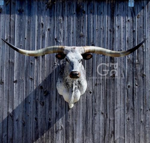 239: Selling Texas Longhorn Beef and Mounts - Courtney Feigl cover art