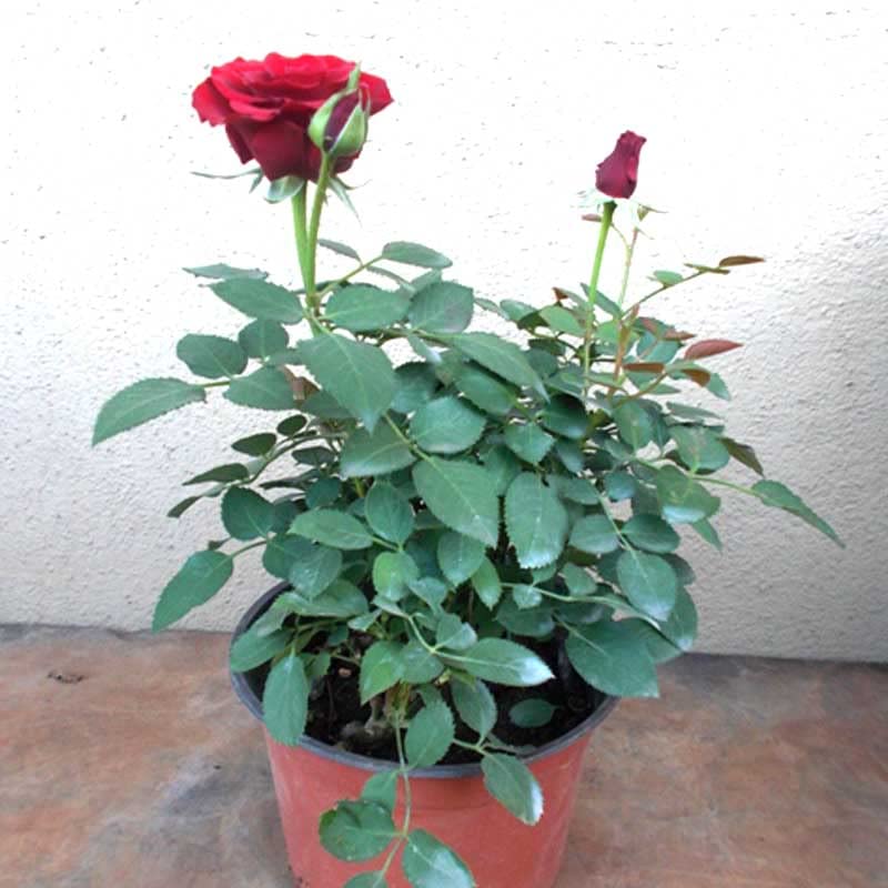 Mphmi Store Live Plant Nursery Plants Flowers Rose garden Tea rose (B09Z9ZZZZX) Amazon Price History, Amazon Price Tracker