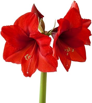 CZ Grain Amaryllis Bulb