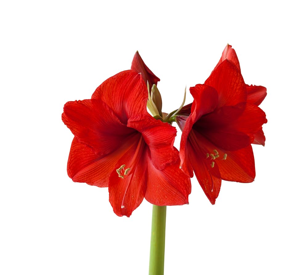 Amaryllis Bulbs for Planting by CZ Grain
