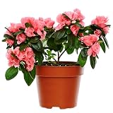 Presenta flores en temporada. Flor de Azalea Belleza y Color para tu Jardín