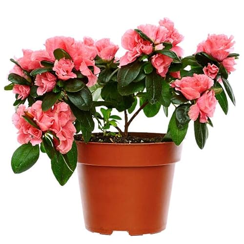 Flor de Azalea Belleza y Color para tu Jardín